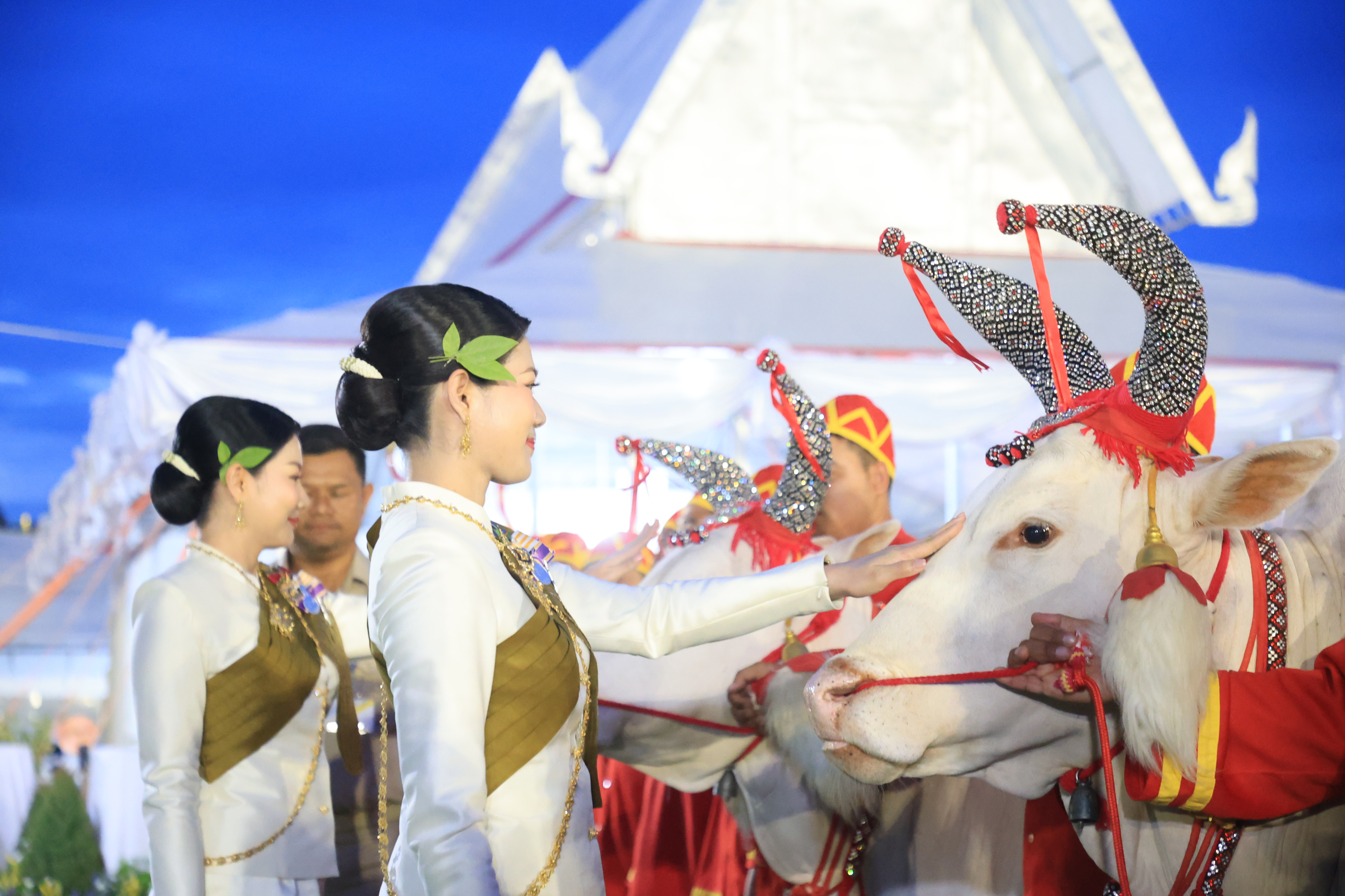 title - ปลัดเกษตรฯ ผู้ทำหน้าที่พระยาแรกนา พร้อมด้วยเทพีคู่หาบทองและเทพีคู่หาบเงิน ทำพิธีล้างมือพระยาแรกนา และเจิมหน้าพระโค